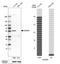 Gasdermin D antibody, HPA044487, Atlas Antibodies, Western Blot image 