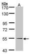 UDP-Glucose Pyrophosphorylase 2 antibody, PA5-28699, Invitrogen Antibodies, Western Blot image 