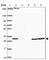 Haloacid Dehalogenase Like Hydrolase Domain Containing 2 antibody, HPA059818, Atlas Antibodies, Western Blot image 