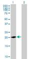 LOC285697 antibody, H00285697-B01P, Novus Biologicals, Western Blot image 