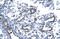 RuvB Like AAA ATPase 2 antibody, 27-570, ProSci, Enzyme Linked Immunosorbent Assay image 