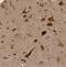 Eukaryotic Translation Initiation Factor 3 Subunit I antibody, NBP1-84873, Novus Biologicals, Immunohistochemistry paraffin image 