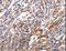 Angiotensin I Converting Enzyme 2 antibody, LS-C402091, Lifespan Biosciences, Immunohistochemistry frozen image 
