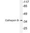 Cathepsin B antibody, LS-C177596, Lifespan Biosciences, Western Blot image 
