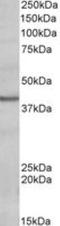 POU Class 4 Homeobox 3 antibody, NBP1-52036, Novus Biologicals, Western Blot image 