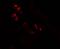NK2 Homeobox 2 antibody, PA5-72761, Invitrogen Antibodies, Immunofluorescence image 