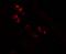 NK2 Homeobox 2 antibody, PA5-72761, Invitrogen Antibodies, Immunofluorescence image 