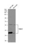 Tripartite Motif Containing 17 antibody, NBP2-20708, Novus Biologicals, Western Blot image 