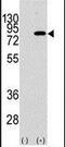 Phosphoinositide-3-Kinase Regulatory Subunit 2 antibody, PA5-15269, Invitrogen Antibodies, Western Blot image 