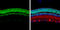 Cone-rod homeobox protein antibody, GTX124188, GeneTex, Immunohistochemistry paraffin image 