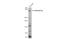 SET Domain Containing 2, Histone Lysine Methyltransferase antibody, GTX127906, GeneTex, Western Blot image 