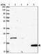 Mitochondrial Ribosomal Protein L34 antibody, NBP2-13616, Novus Biologicals, Western Blot image 