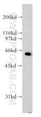 Hrb antibody, 12670-1-AP, Proteintech Group, Western Blot image 
