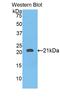 Serpin B4 antibody, LS-C296502, Lifespan Biosciences, Western Blot image 