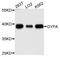Glycophorin A (MNS Blood Group) antibody, STJ111115, St John
