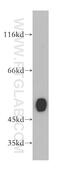 Glycine Amidinotransferase antibody, 12801-1-AP, Proteintech Group, Western Blot image 