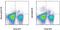 Killer Cell Lectin Like Receptor C1 antibody, 12-5897-81, Invitrogen Antibodies, Flow Cytometry image 