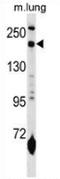 Macrophage mannose receptor 1-like protein 1 antibody, AP52743PU-N, Origene, Western Blot image 