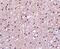 Presenilin 1 antibody, PA5-20376, Invitrogen Antibodies, Immunohistochemistry frozen image 