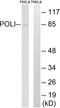 DNA Polymerase Iota antibody, LS-C119910, Lifespan Biosciences, Western Blot image 