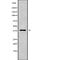 MAGE Family Member B3 antibody, abx216663, Abbexa, Western Blot image 