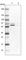 Ribosomal Protein S6 Kinase B2 antibody, HPA010010, Atlas Antibodies, Western Blot image 