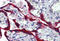 Fibrillin 1 antibody, MBS245640, MyBioSource, Immunohistochemistry frozen image 