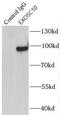 Exosome component 10 antibody, FNab02900, FineTest, Immunoprecipitation image 