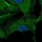 Zinc Finger Protein 785 antibody, PA5-65068, Invitrogen Antibodies, Immunofluorescence image 