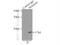 Mago Homolog, Exon Junction Complex Subunit antibody, 12347-1-AP, Proteintech Group, Immunoprecipitation image 