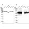 Stress Induced Phosphoprotein 1 antibody, NBP2-33411, Novus Biologicals, Western Blot image 