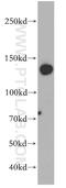 FACT complex subunit SPT16 antibody, 20551-1-AP, Proteintech Group, Western Blot image 