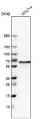 WD repeat-containing protein 1 antibody, NBP2-32665, Novus Biologicals, Western Blot image 