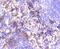 CRTL1 antibody, NBP2-67447, Novus Biologicals, Immunohistochemistry paraffin image 