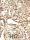 Cell Division Cycle 7 antibody, abx033447, Abbexa, Immunohistochemistry frozen image 