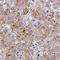 RNA Polymerase II Subunit J antibody, NBP2-46733, Novus Biologicals, Immunohistochemistry frozen image 