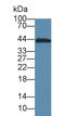 Creatine Kinase, M-Type antibody, LS-C663563, Lifespan Biosciences, Western Blot image 