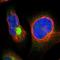 Syntaxin Binding Protein 4 antibody, NBP1-92471, Novus Biologicals, Immunofluorescence image 