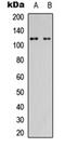 Ubiquitin Specific Peptidase 38 antibody, orb315738, Biorbyt, Western Blot image 