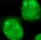 KI-67 antibody, FNab09788, FineTest, Immunofluorescence image 