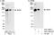 Microtubule Associated Protein 4 antibody, A301-489A, Bethyl Labs, Western Blot image 