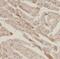 Kazal Type Serine Peptidase Inhibitor Domain 1 antibody, FNab04472, FineTest, Immunohistochemistry frozen image 