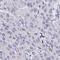 Abhydrolase Domain Containing 16A antibody, HPA058606, Atlas Antibodies, Immunohistochemistry frozen image 