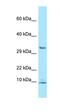 Phosphodiesterase 6G antibody, orb326522, Biorbyt, Western Blot image 