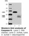 Caspase 9 antibody, LS-C63094, Lifespan Biosciences, Western Blot image 