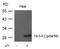 Tyrosine 3-Monooxygenase/Tryptophan 5-Monooxygenase Activation Protein Zeta antibody, GTX50712, GeneTex, Western Blot image 