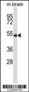 General Transcription Factor IIH Subunit 1 antibody, 57-550, ProSci, Western Blot image 