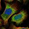SAPCD2 antibody, PA5-60632, Invitrogen Antibodies, Immunofluorescence image 