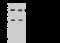 DEAD-Box Helicase 56 antibody, 202476-T34, Sino Biological, Western Blot image 