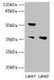 Impact RWD Domain Protein antibody, CSB-PA889191LA01HU, Cusabio, Western Blot image 